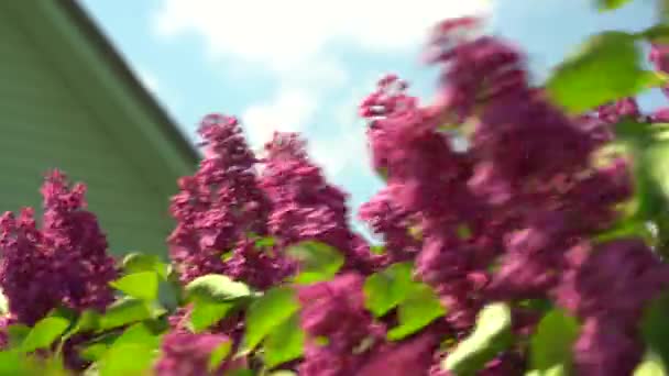 Bloeiende Lilac bloem met groene bladeren beven in de wind. Voorjaar tak van lila bloemen bomen. Zonnige dag in de tuin buiten — Stockvideo