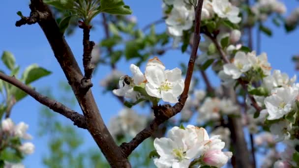 Ape su un albero di mele in fiore. Melo in fiore sullo sfondo di un cielo blu brillante. Le api volano vicino ai rami fioriti — Video Stock