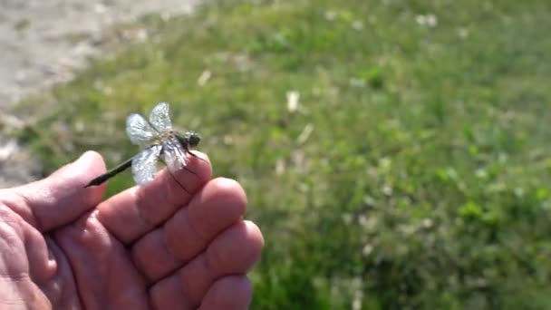 A man rescues a dragonfly that has fallen into the water and puts it on the grass to dry its wings. Hand of a man saving an insect, close up — Stock Video