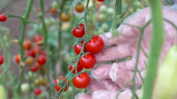 トマトを収穫するための手袋を着用。手袋でトマトを集める — ストック動画