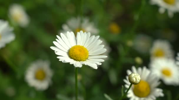 En kamomill blommar i vinden i solen en sommardag. Närbild — Stockvideo