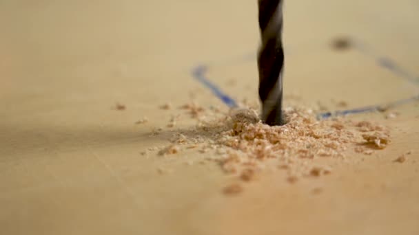 Bor lubang di kayu lapis. Makro. Close-up - pengeboran kayu dengan DRILL — Stok Video