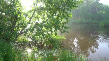 Yaz sisli, güneşli bir sabah göletin kenarında