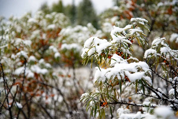 Un coup de froid soudain. Neige sur l'arbre. Soudain, de la neige est tombée sur les branches d'un argousier, un coup de froid violent, le mauvais temps. — Photo