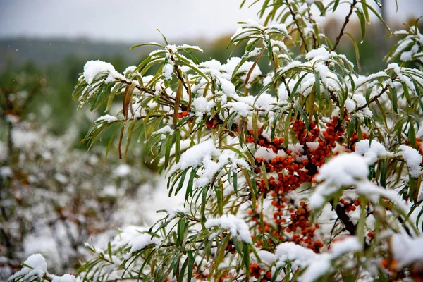 Frío repentino. Nieve en el árbol. De repente la nieve cayó sobre las ramas de un espino cerval de mar, un fuerte chasquido frío, mal tiempo. — Foto de Stock