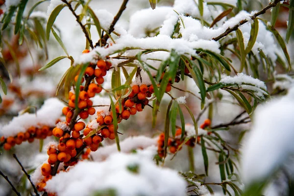 Frío repentino. Nieve en el árbol. De repente la nieve cayó sobre las ramas de un espino cerval de mar, un fuerte chasquido frío, mal tiempo. — Foto de Stock