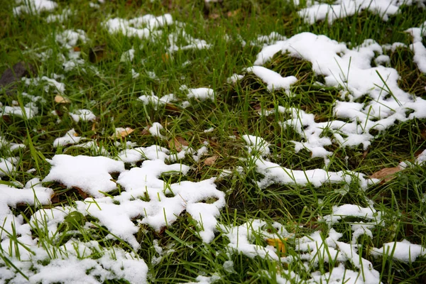Сніг вкрив зелену траву. Зелена трава під снігом. Білий сніг і зелена трава фону. Трава на лузі вкрита снігом . — стокове фото