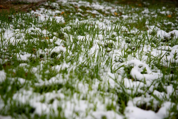 Herbe verte couverte de neige. Herbe verte sous la neige. Neige blanche et fond d'herbe verte. Herbe sur une prairie couverte de neige. — Photo