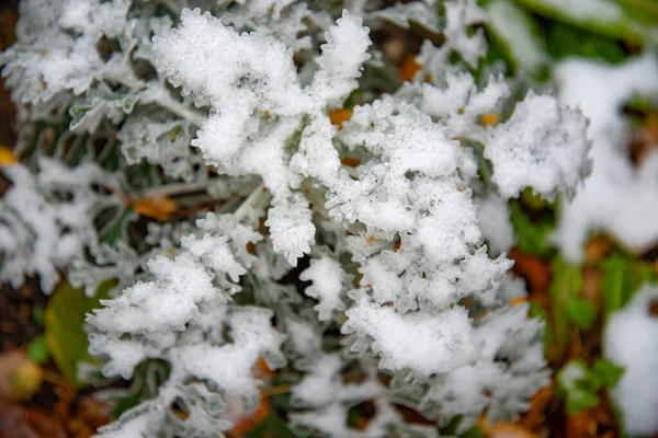 Bush con hojas verdes cubiertas de nieve. Hojas cubiertas de nieve en invierno — Foto de Stock