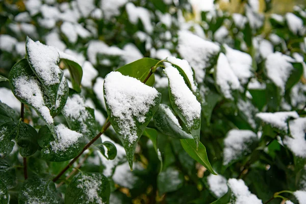 Bush com folhas verdes cobertas de neve. Folhas cobertas de neve no inverno — Fotografia de Stock