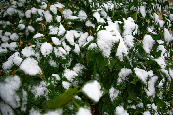 Bush aux feuilles vertes recouvertes de neige. Feuilles couvertes de neige en hiver — Photo