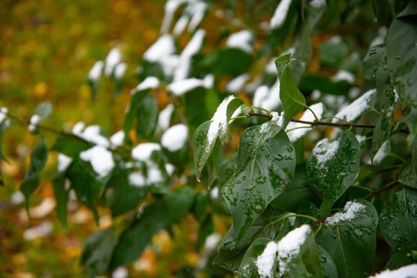 Um estalo de frio repentino. Neve na árvore. A neve caiu repentinamente nos ramos de uma árvore — Fotografia de Stock