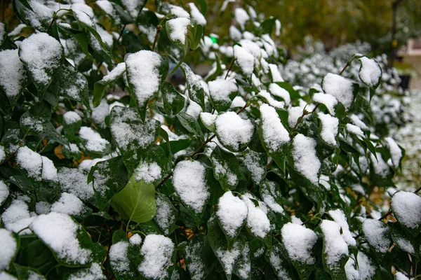 Bush con hojas verdes cubiertas de nieve. Hojas cubiertas de nieve en invierno — Foto de Stock