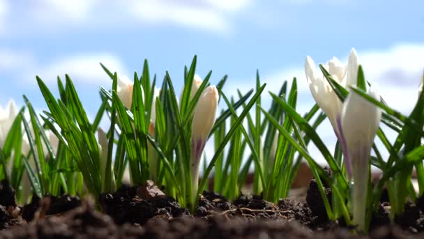 The first spring flowers bloom in the garden against a blue sky. White crocuses grow in early spring — Stock Footage The first spring flowers bloom in the garden against a blue sky. White crocuses grow in early spring Royalty Free Stock Video