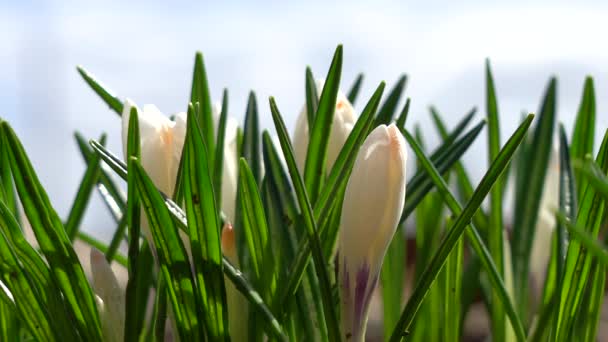 Pierwsze wiosenne kwiaty kwitną w ogrodzie przeciwko błękitnemu niebu. Białe krokusy rosną wczesną wiosną — Wideo stockowe