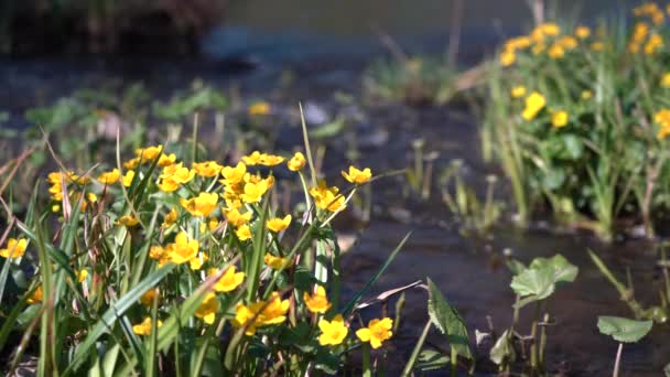 Primer plano de un arroyo rápido con agua clara. Río claro del bosque en un soleado día de primavera — Vídeo de stock