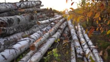 Ağaç gövdeleri ormanın yakınında yerde yatıyor. Ağaç gövdeleri kesilmemiş. Yakın plan.