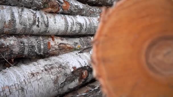 De berkenboomstammen liggen op de grond bij het bos. Berkenstammen zijn niet gezaagd. Close-up — Stockvideo