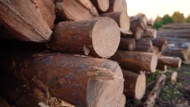 Os troncos de pinheiro jazem no chão perto da floresta. Os toros de pinheiro não são serrados. Close-up — Vídeo de Stock