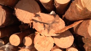 Çam kütükleri ormanın yakınında yerde yatar. Çam kütükleri kesilmemiş. Yakın plan.