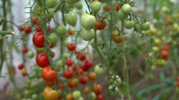 Спелые помидоры на ветке в теплице. Свежая связка красных натуральных помидоров на ветке в саду из органических овощей. Иллюминация дневным светом — стоковое видео