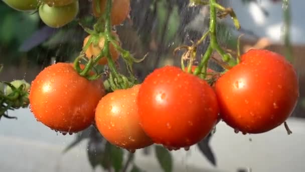 Tomater på en gren. Vattendroppar på mogna tomater. Färska tomater är redo att skördas. Närbild. Dagsljus. Långsamma rörelser — Stockvideo