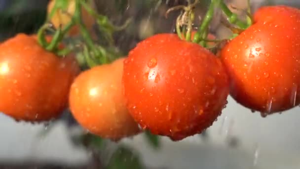Daldaki domatesler. Olgun domateslere su damlası. Taze domatesler hasat için hazır. Yakın plan. Gün ışığı. Yavaş çekim — Stok video