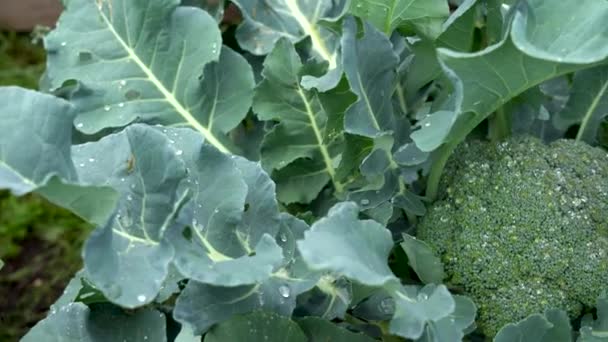 Blomkål växt med unga blomkålshuvud. Brassica oleracea. — Stockvideo