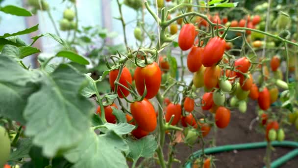 Tomaten auf einem Zweig. Frische Tomaten sind erntereif. Nahaufnahme. Tageslicht — Stockvideo