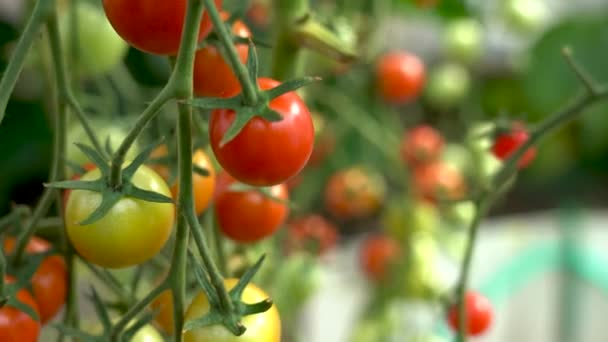 Pomodori su un ramo. Pianta di pomodoro matura che cresce in serra fatta in casa. — Video Stock