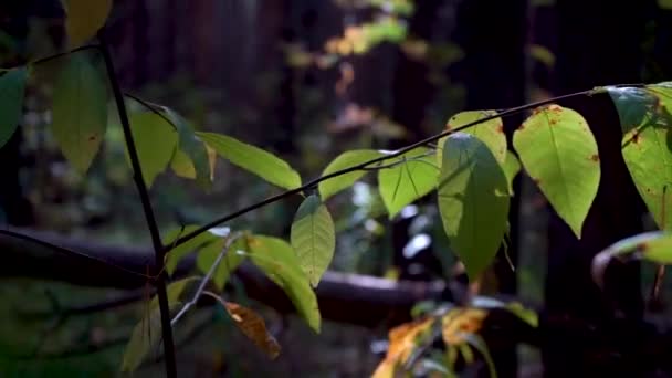 Die gelb-grünen Blätter eines jungen Baumes werden von der Sonne angestrahlt. Schöne Natur mit Sonneneruption — Stockvideo