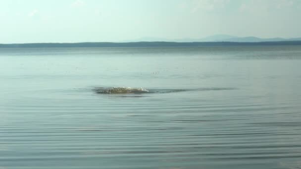 V létě se ponořte do vody na jezeře. Mladý muž se vrhl do vody u jezera — Stock video