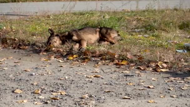 Hemlösa hundar på gatan. Problemet med hemlösa djur — Stockvideo