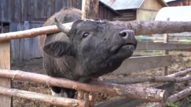 Elle beslenen bir boğanın çenesine yakın çekim. Tarım ve tarım
