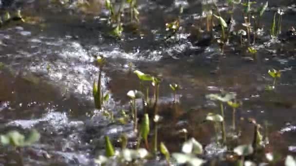 浅瀬の草で森の中の浅い川 — ストック動画