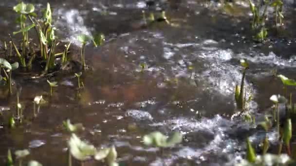 얕은 초원에 풀이 있는 숲 속의 얕은 강 — 비디오