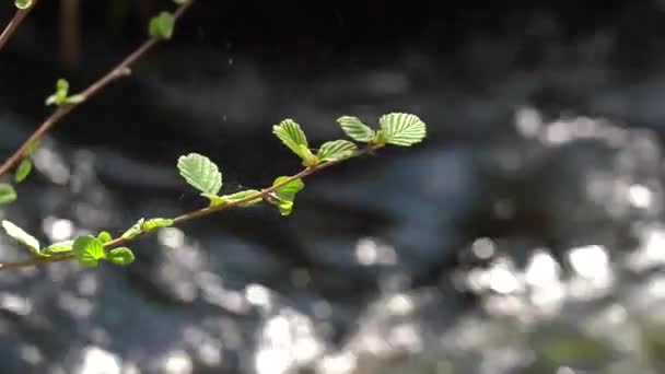 Les premières feuilles vertes sur la branche. Toile mince. Fond flou de la rivière avec reflet du soleil — Video