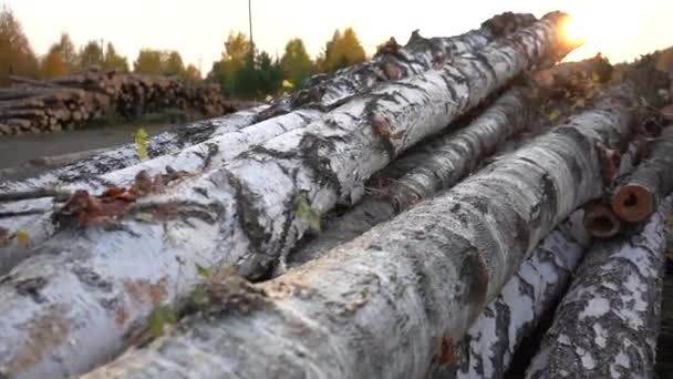 De berkenboomstammen liggen op de grond bij het bos. Berkenstammen zijn niet gezaagd. Close-up — Stockvideo