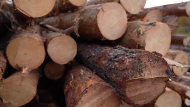 Les billes de pin reposent sur le sol près de la forêt. Les billes de pin ne sont pas sciées. Gros plan — Video