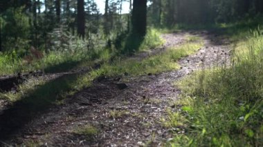 Sıcak bir yaz akşamında Ormandaki Ağaçlardan Gelen Uzun Gölgeler. Batan Güneş ışınlarında uçan böcekler.