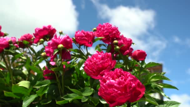 Egy bokor virágzó bazsarózsa a kék ég ellen, fehér felhőkkel egy meleg nyári napon. — Stock videók