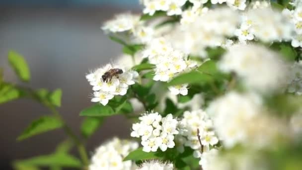 Pszczoła na białych kwiatach Physocarpus opulifolius w słoneczny dzień — Wideo stockowe