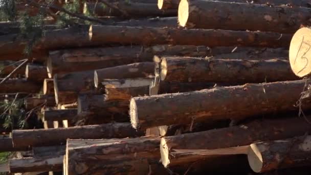 Pine logi leżą na ziemi w pobliżu lasu. Klocki sosny nie są piłowane. Zbliżenie — Wideo stockowe