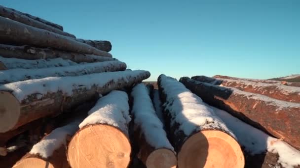 Cosecha de madera. Troncos de pino apilados y listos para cargar. Primer plano — Vídeo de stock