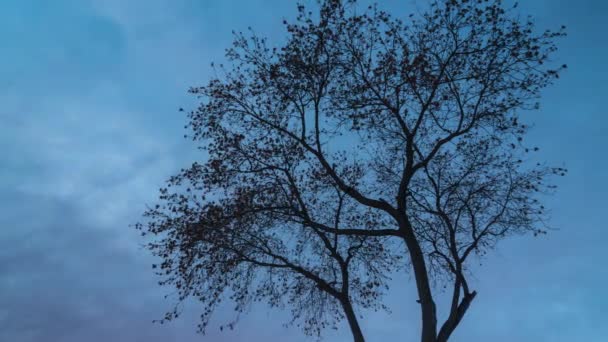 Silhouette eines verzweigten Baumes ohne Blätter in der Dämmerung. Krone eines Baumes am Abend — Stockvideo