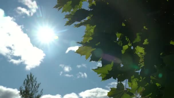 Groene esdoorn bladeren fladderen op de achtergrond van blauwe lucht, zon en drijvende wolken — Stockvideo