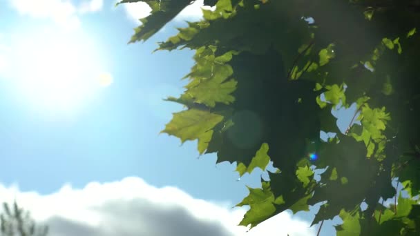 Grüne Ahornblätter flattern vor blauem Himmel, Sonne und schwebenden Wolken — Stockvideo