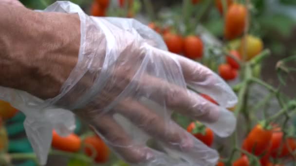 Φορέστε γάντια για τη συγκομιδή τομάτας. Συλλέξτε ντομάτες με γάντια — Αρχείο Βίντεο