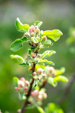 Elma çiçeklerinin tomurcukları