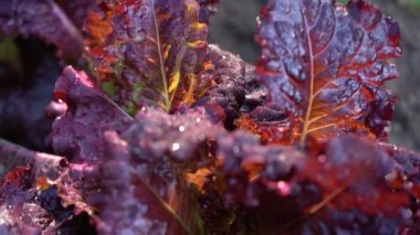 Bahçede marul. Sebze tarlasındaki yataklarda kırmızı marul yaprakları. Bahçeyle ilgili arka planda açık alanda salatalar, yakın plan. Lactuca sativa mor yaprakları, yakın plan.